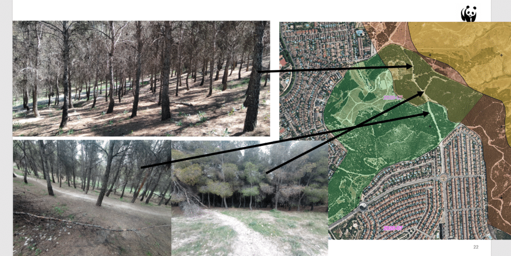 Pinares del parque de Mazalmadrit donde se aprecian las consecuencias de la competencia entre árboles