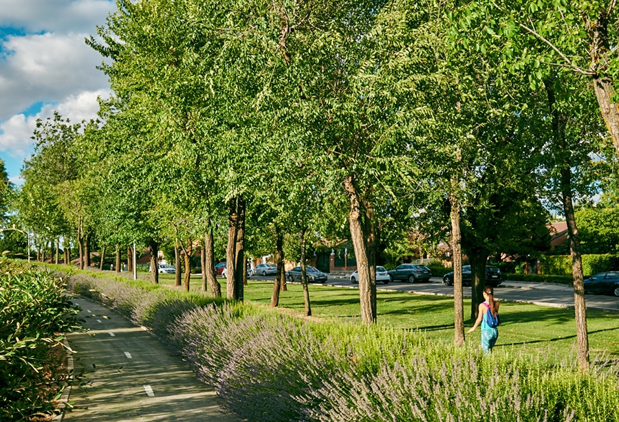 Rivas recibe el premio ‘Tree cities of the world’ por sexto año consecutivo