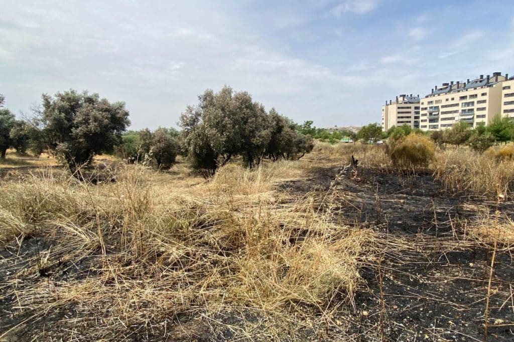 Así ha quedado la zona afectada por el incendio de matorral y pasto en la zona del olivar de La PArtija