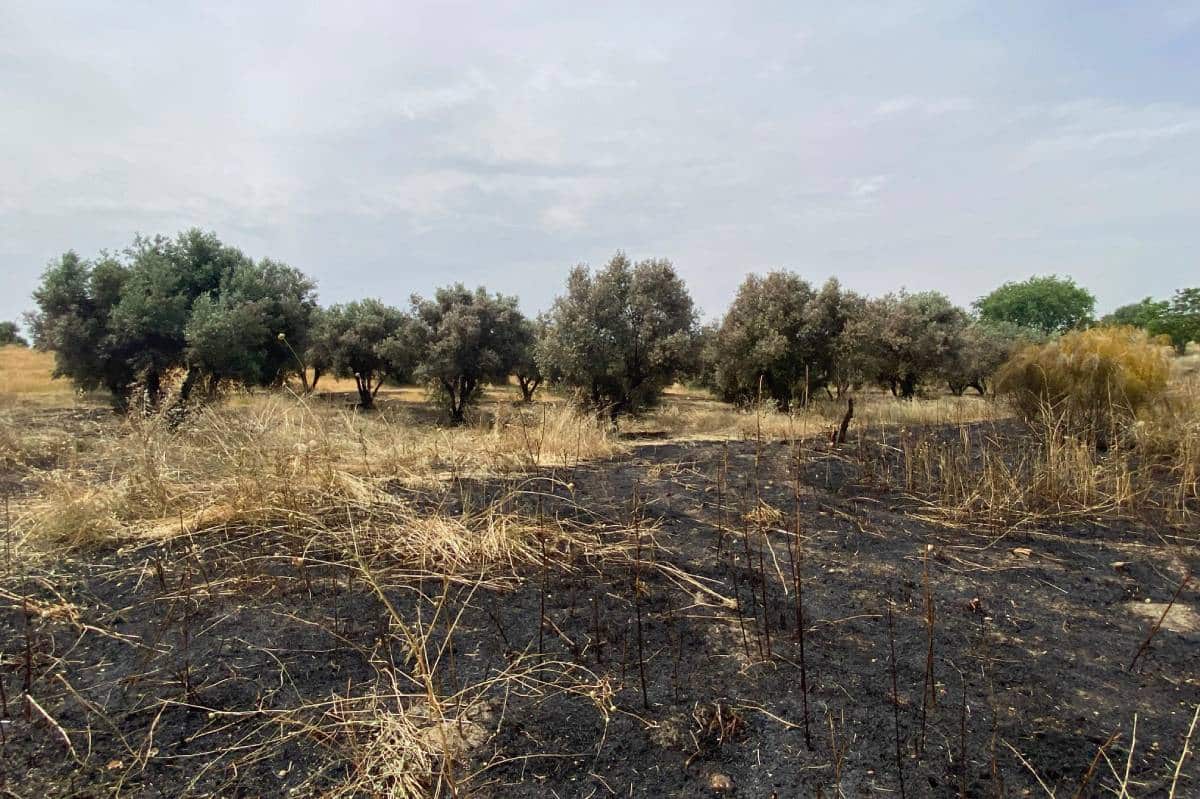Incendio a las puertas del olivar de La Partija