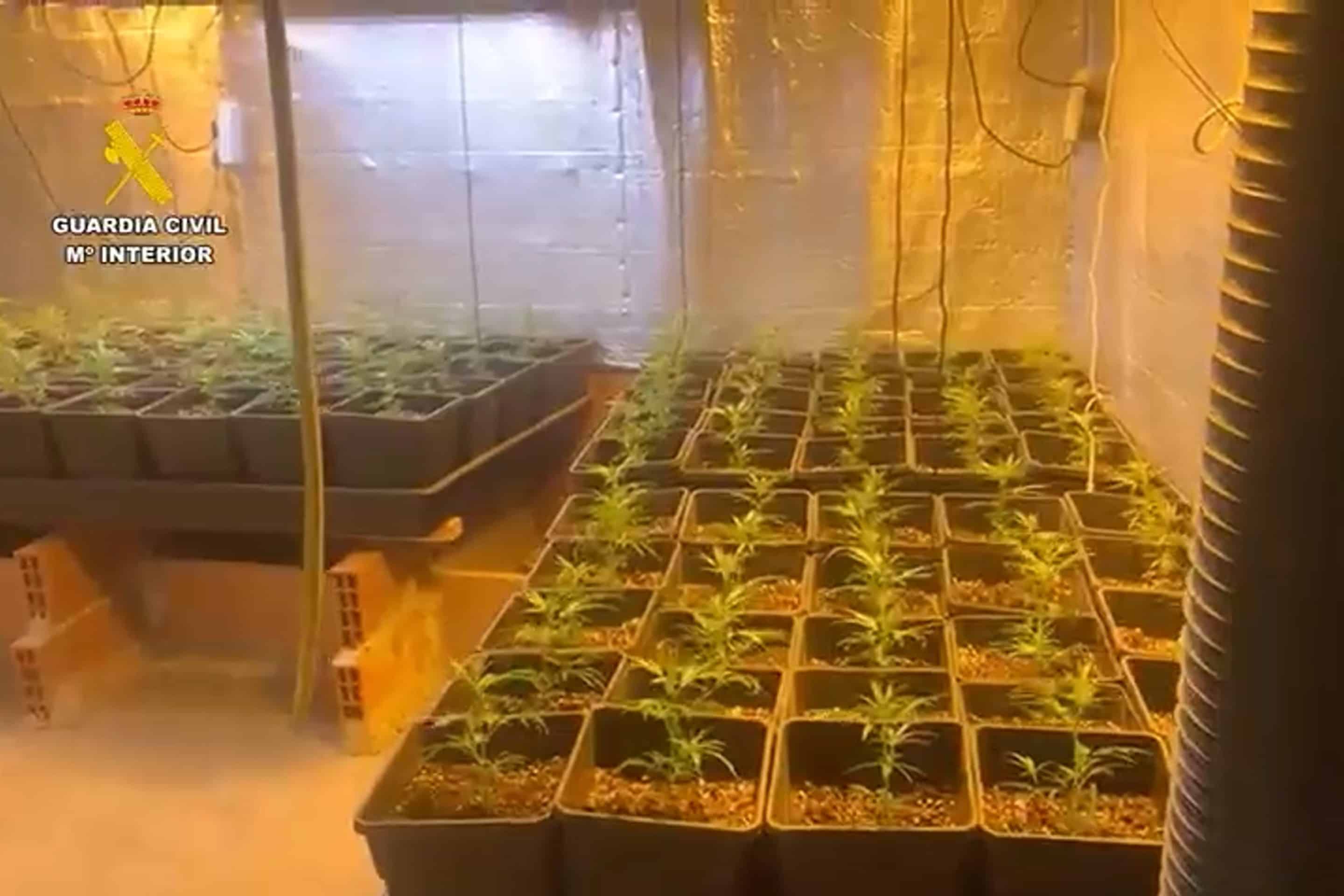 Durante la operación se intervinieron más de un millar de plantas de marihuana (foto: Guardia Civil)