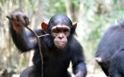 Treinta móviles, un chimpancé: Rivamadrid se une a la campaña ‘Movilízate por la Selva’