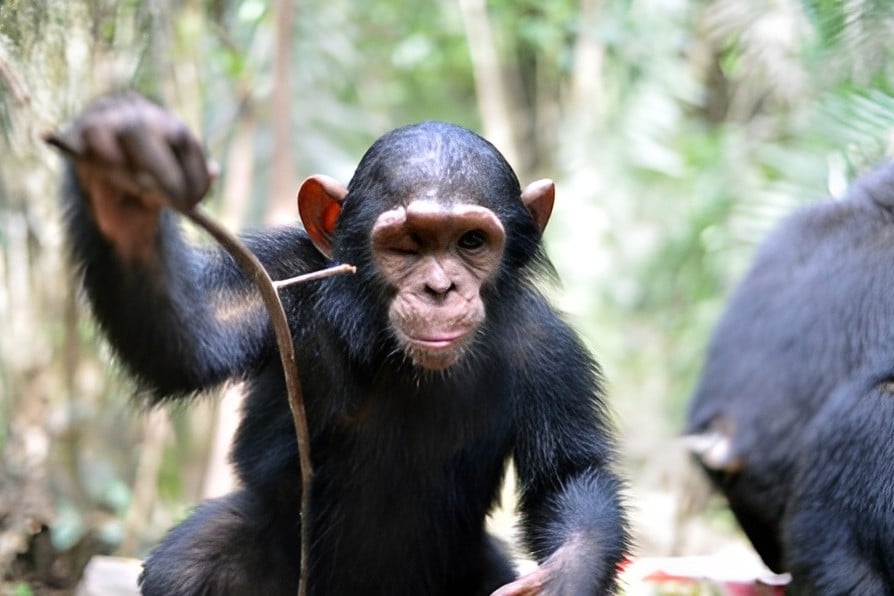 Zezé es uno de los chimpancés del santuario de Tchimpounga (foto: instituto Jane Goodall)