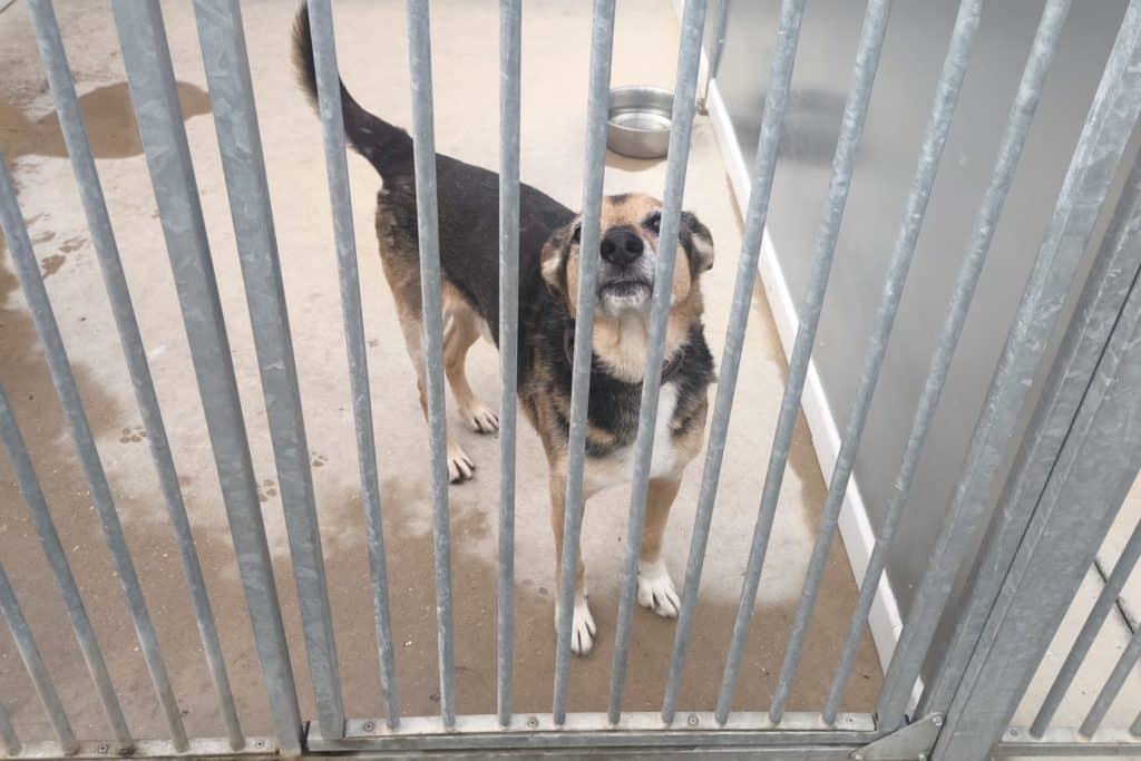 Neo es el perro más mayor y el que lleva más tiempo acogido por Rivanimal (foto: Diario de Rivas)