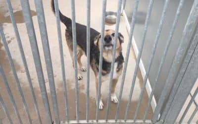 Nueva jornada de puertas abiertas CIPAR Mary Tealby de Rivas