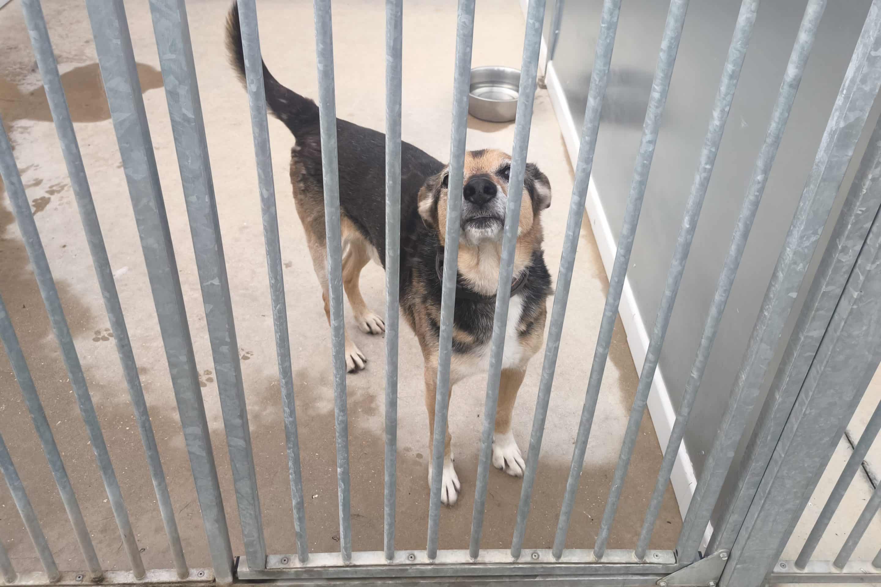 Neo es el perro más mayor y el que lleva más tiempo acogido por Rivanimal (foto: Diario de Rivas)