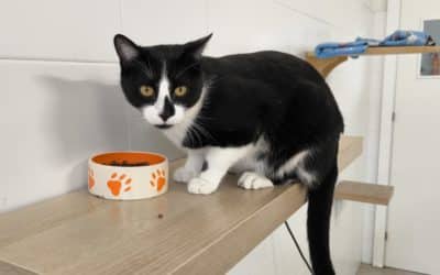 El CIPAR Mary Tealby de Rivas celebra una nueva jornada de puertas abiertas