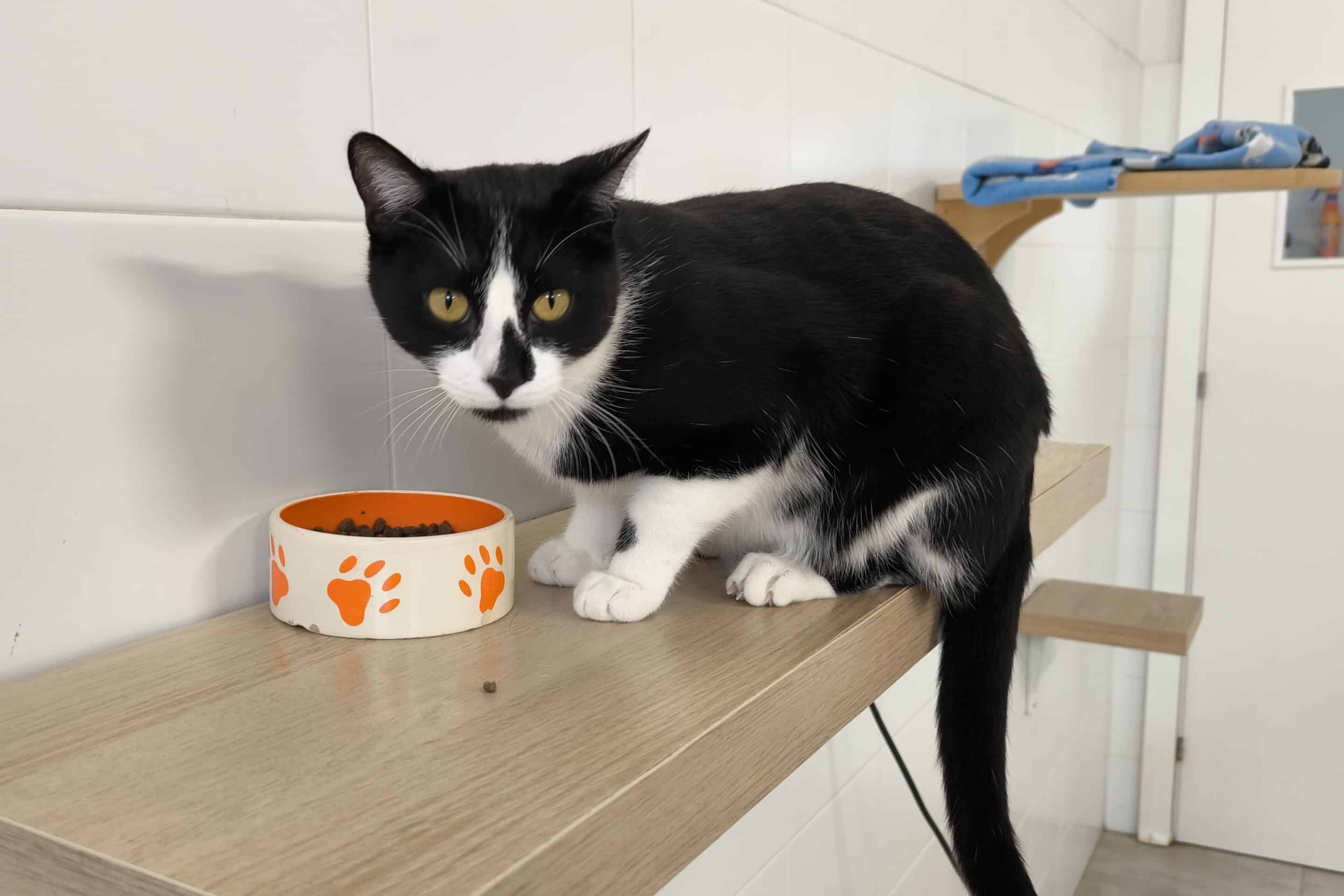 Sifón, gato acogido por Rivanimal (foto: Diario de Rivas)