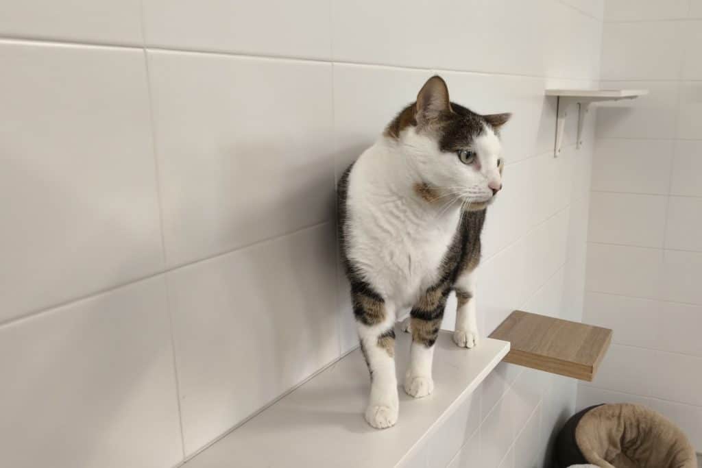 Sifón, gato acogido por Rivanimal (foto: Diario de Rivas)