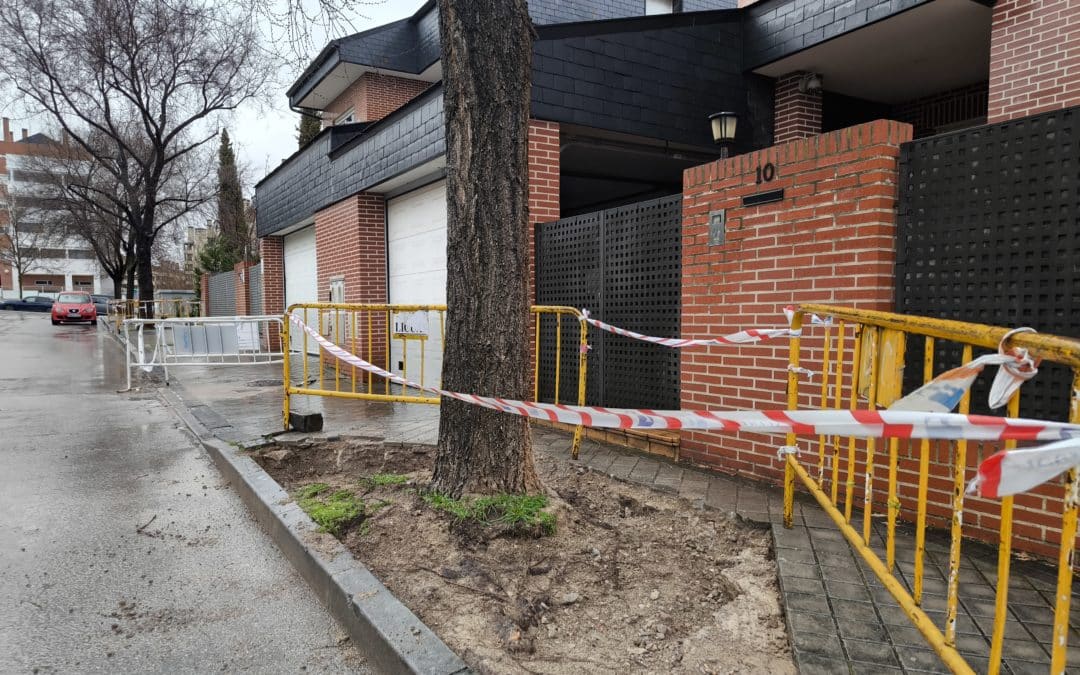 El Ayuntamiento de Rivas valora la tala de tres árboles en la calle Carmen Posadas como «último recurso» ante los problemas de accesibilidad