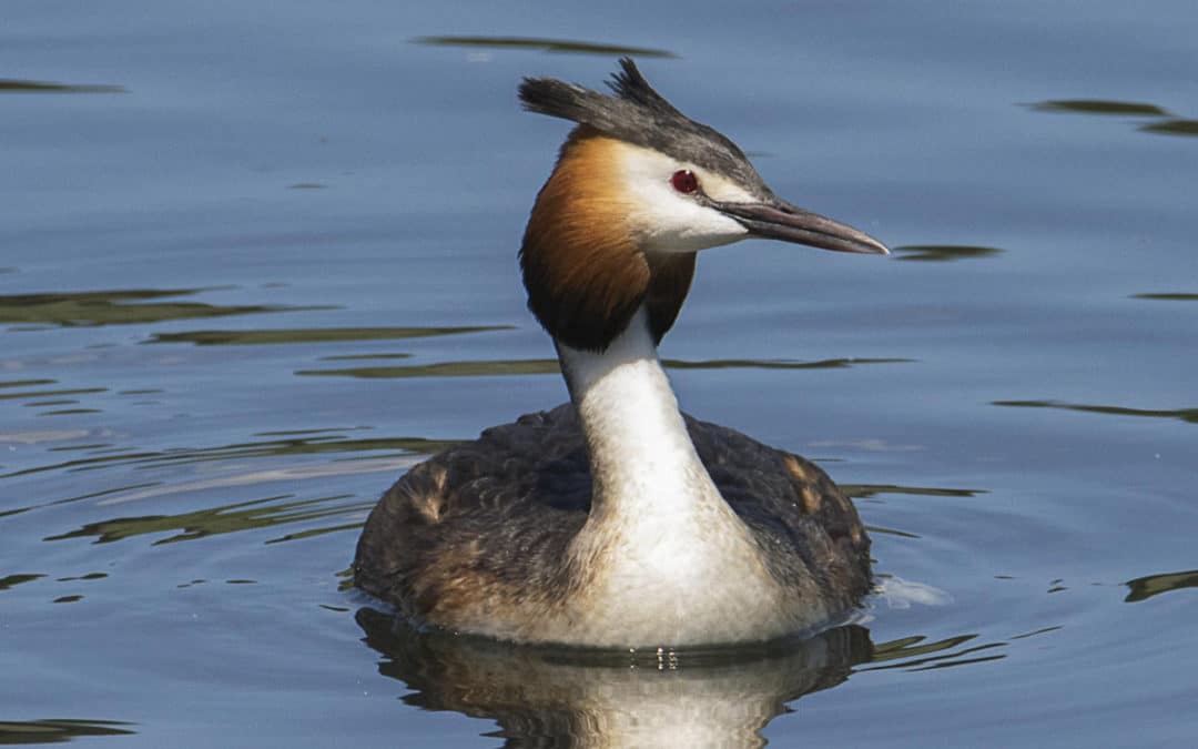 Rivas, el municipio con más puntos en la nueva Red de Observatorios de Fauna de la Comunidad de Madrid